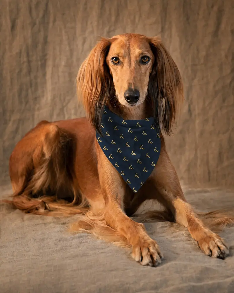 Gold on Navy bandana, worn by a saluki