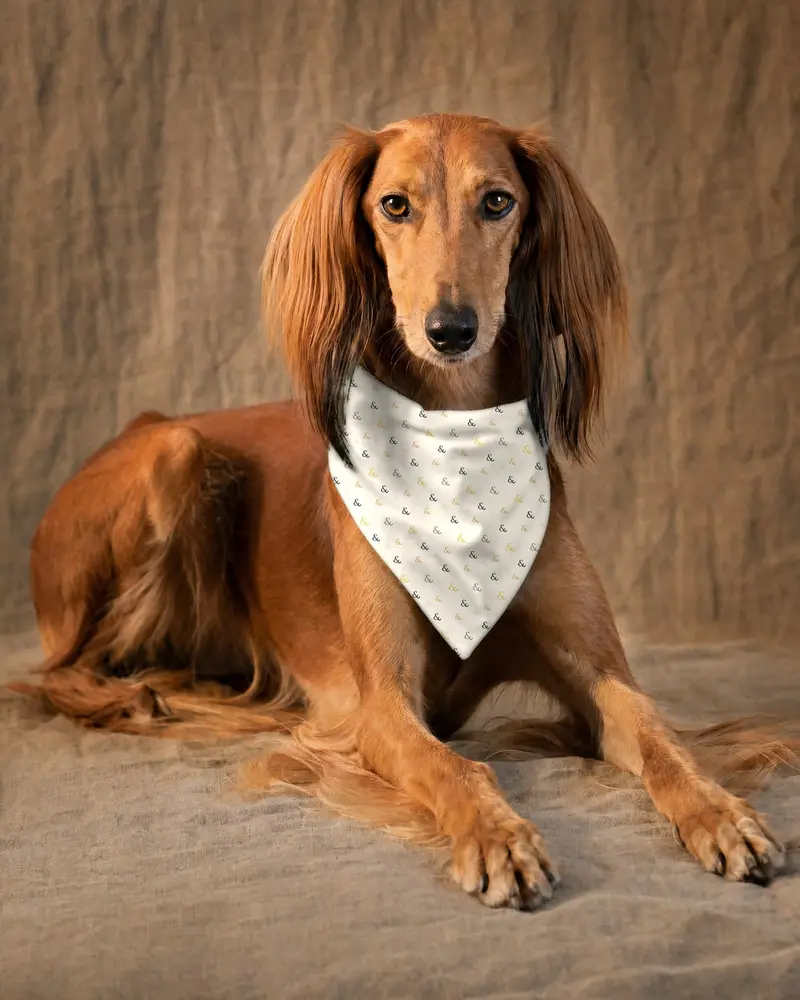 Ampersand Confetti bandana, worn by a saluki