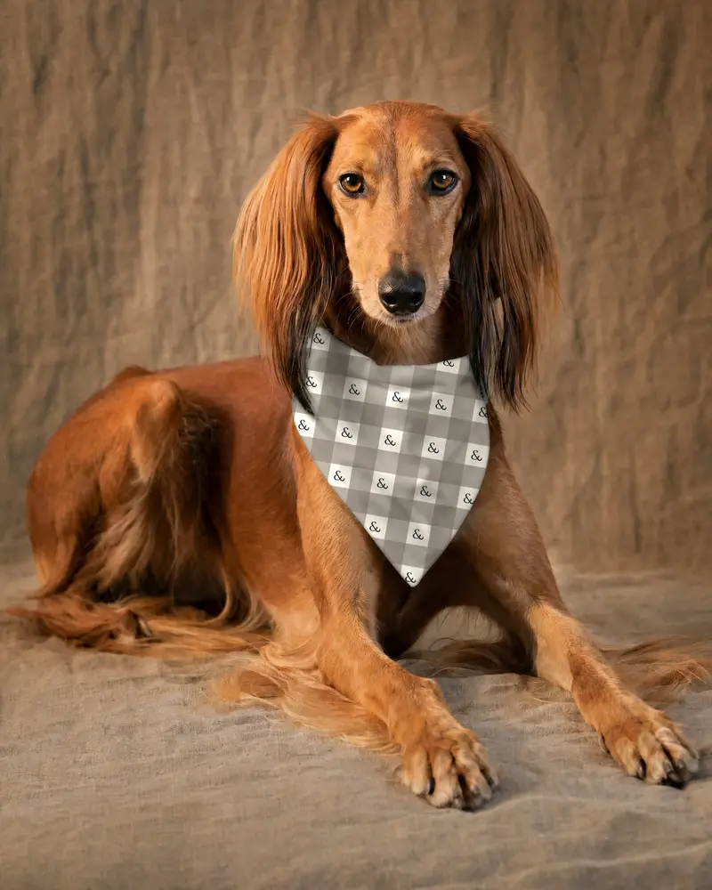 Taupe Gingham bandana, worn by a saluki