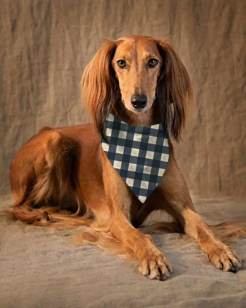 Navy and Stone Check bandana, worn by a saluki