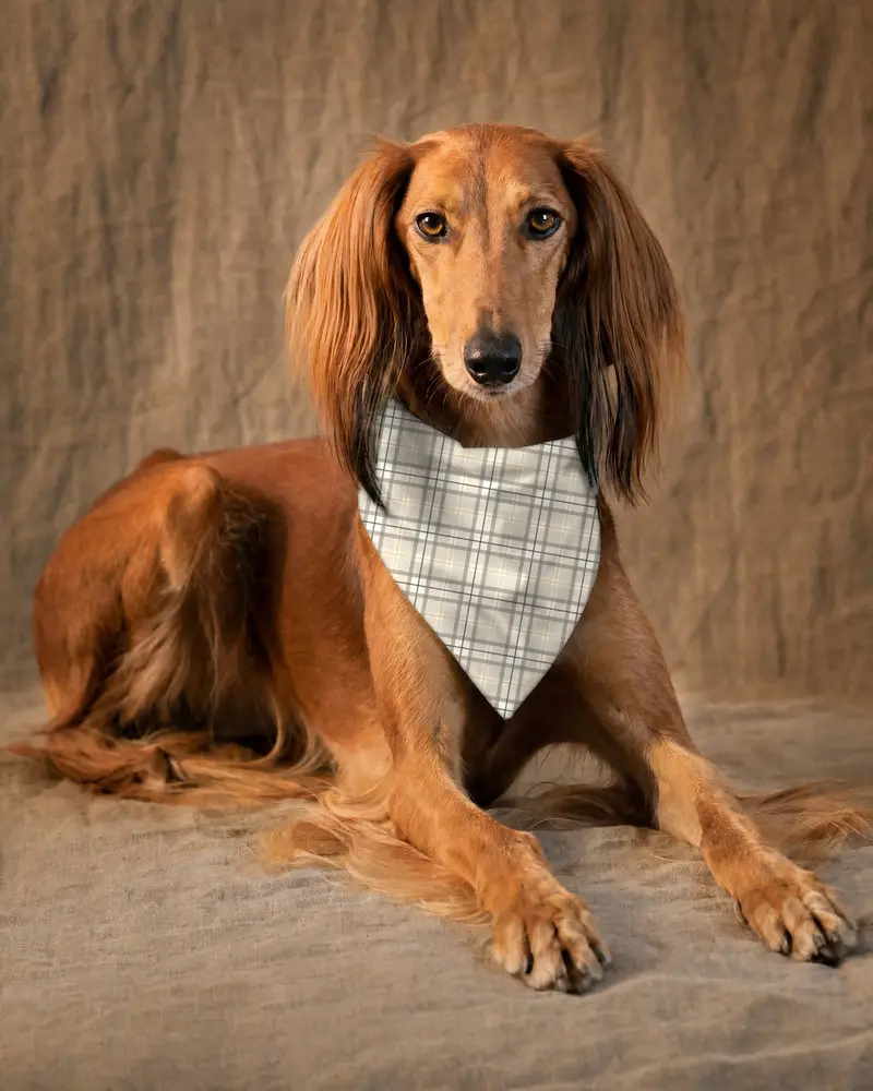 Sand Tartan bandana, worn by a saluki