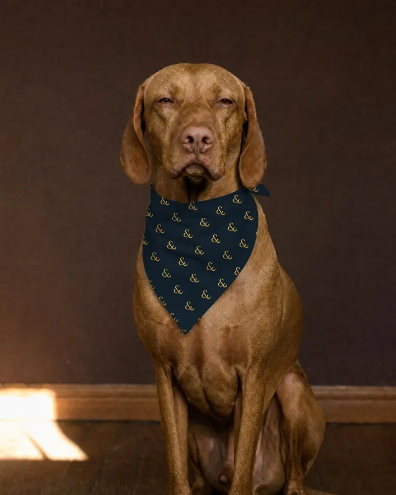 Gold on Navy bandana, worn by a vizsla