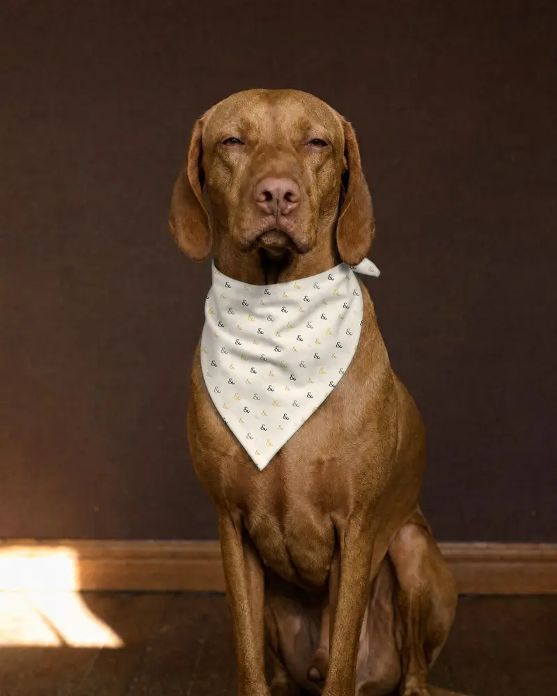 Ampersand Confetti bandana, worn by a vizsla