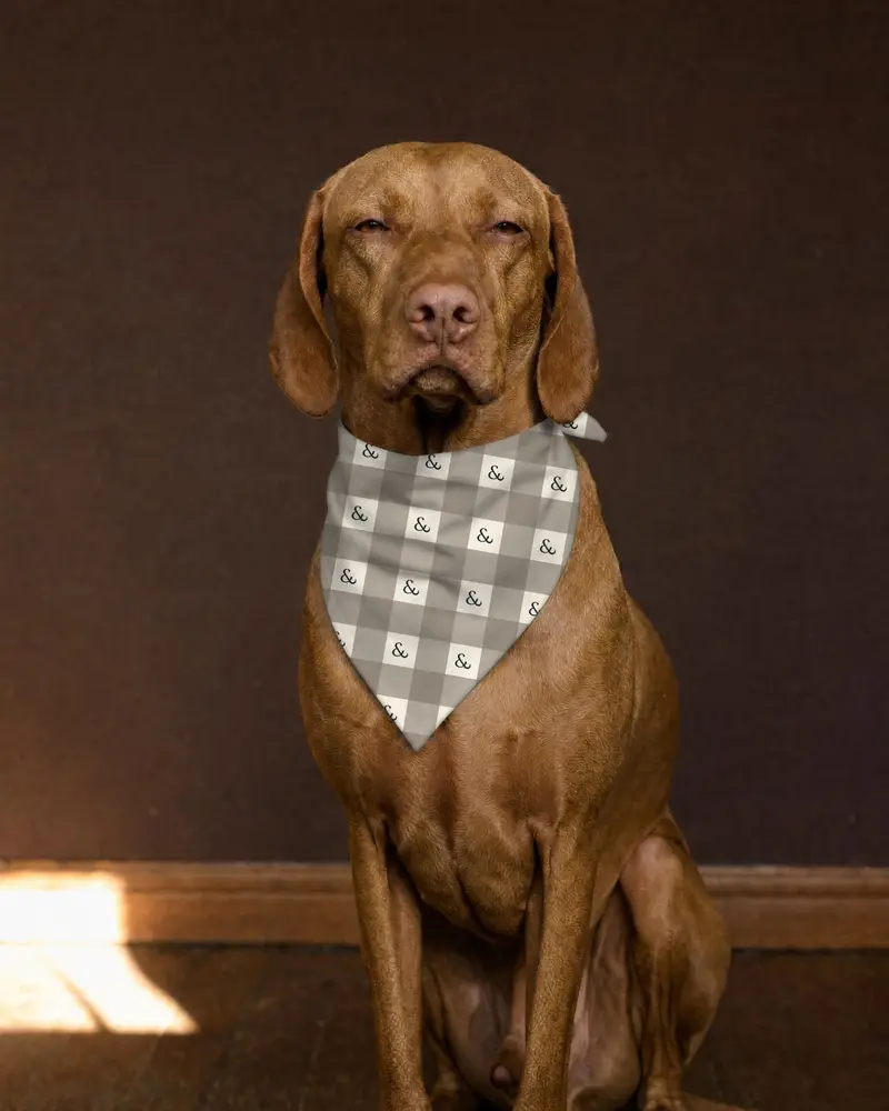 Taupe Gingham bandana, worn by a vizsla