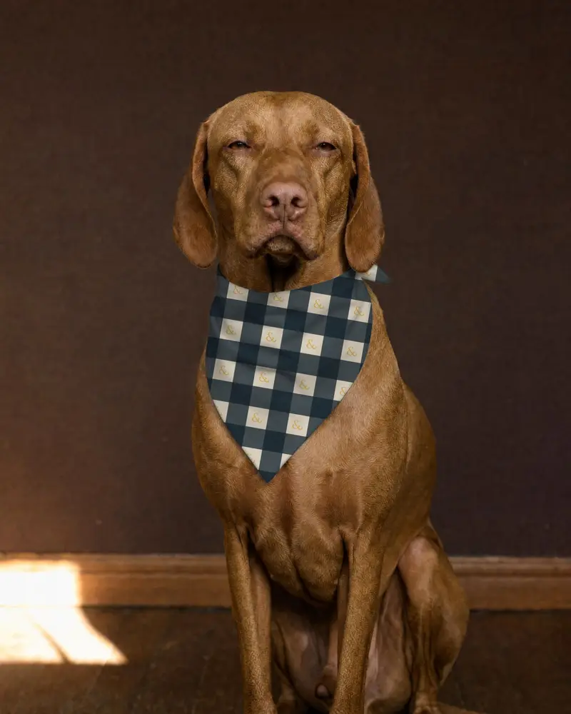 Navy and Stone Check bandana, worn by a vizsla