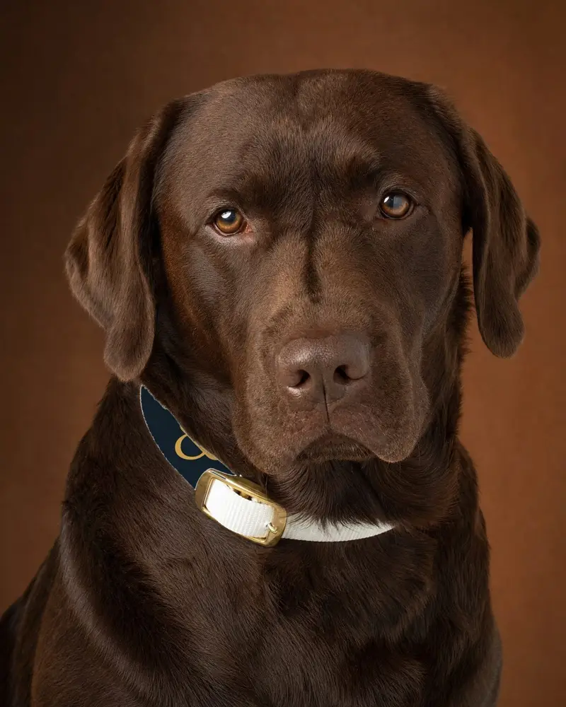 Printed collar and lead, worn