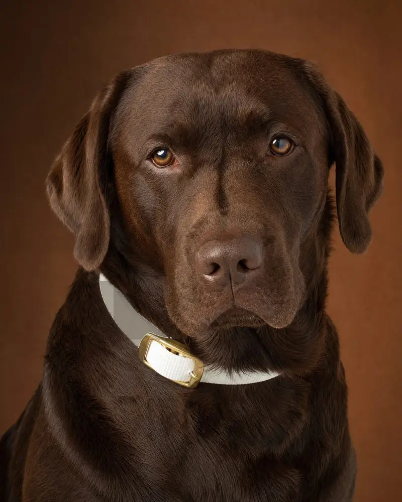 Printed collar and lead, worn, taupe gingham