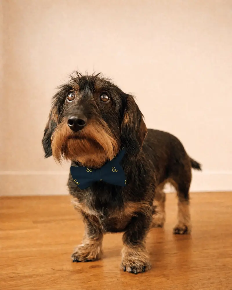 Mustard Ditsy bow tie, worn