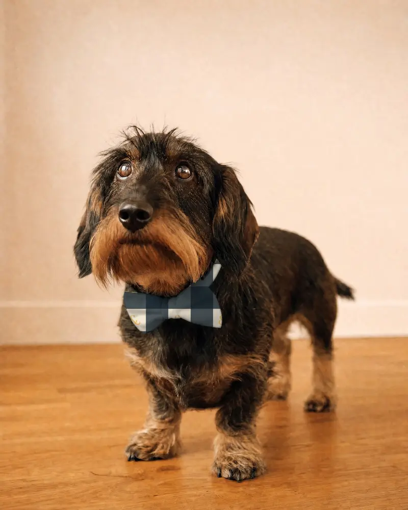 Navy and Stone Check bow tie, worn