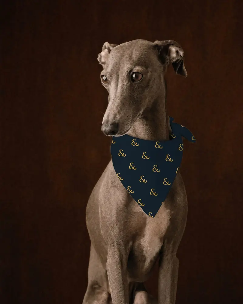 Gold on Navy bandana, worn