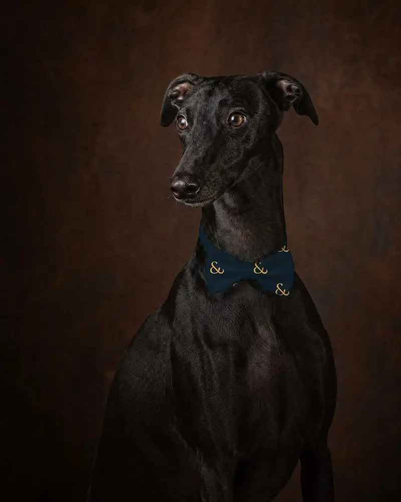 Gold on Navy bow tie, worn