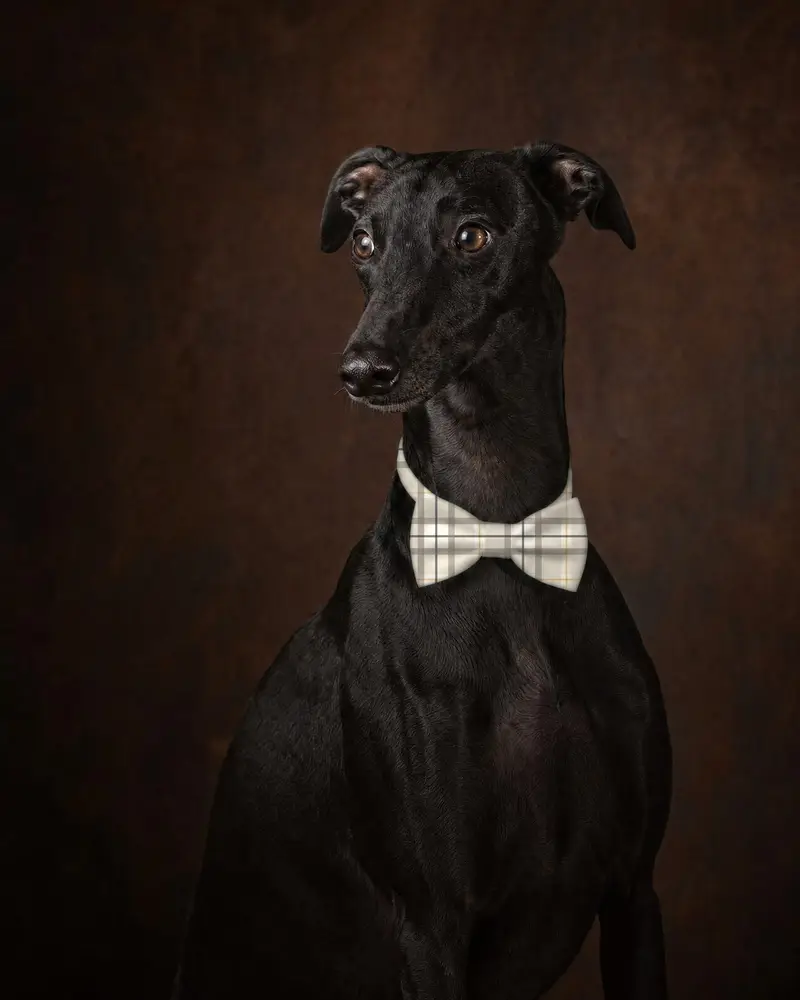Sand Tartan bow tie, worn