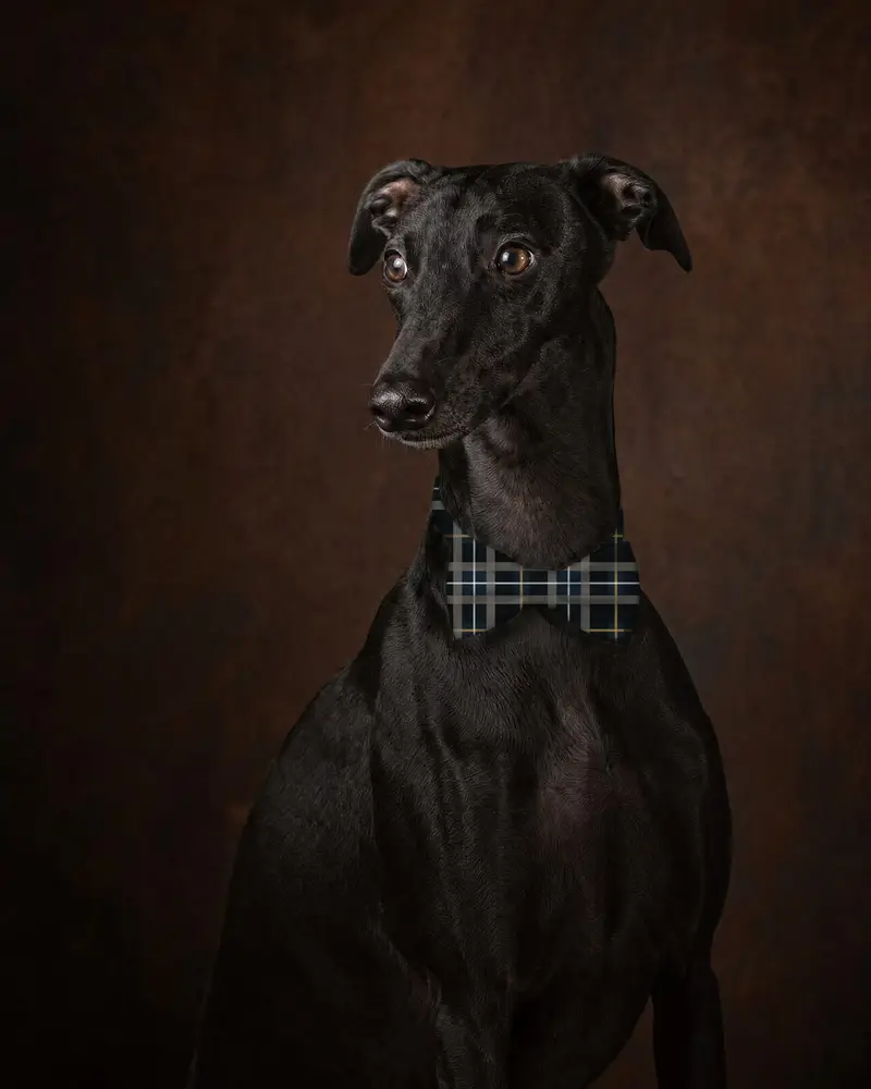 Navy Tartan bow tie, worn