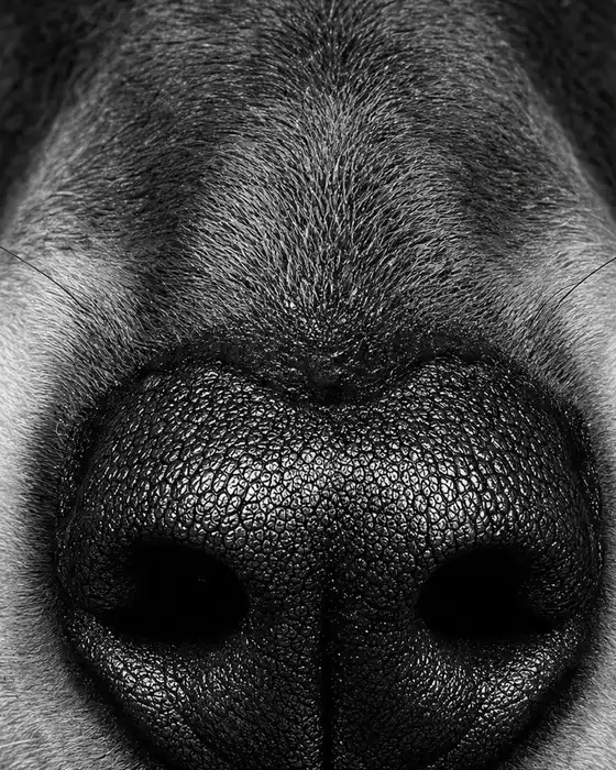 The Nose tee, the print, up close